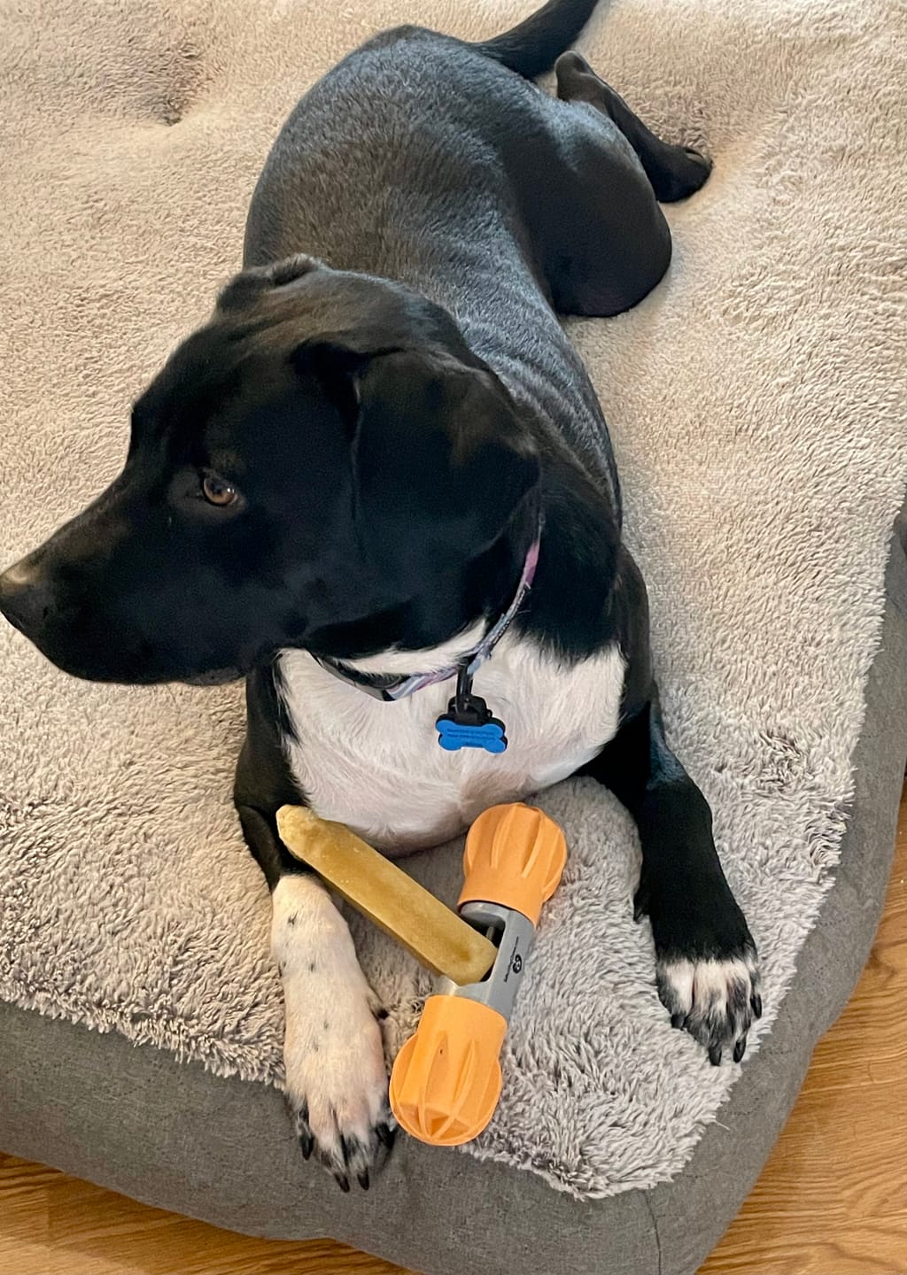 Customer photo review of Regular/Unflavored Himalayan Yak Chews | 6-Sizes (for Small to Big Dogs)