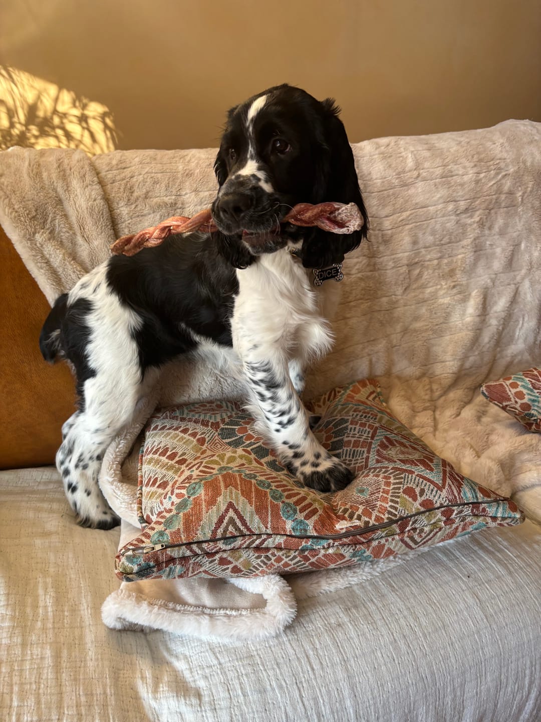 Customer photo review of 12 Inch Thick Braided Bully Stick