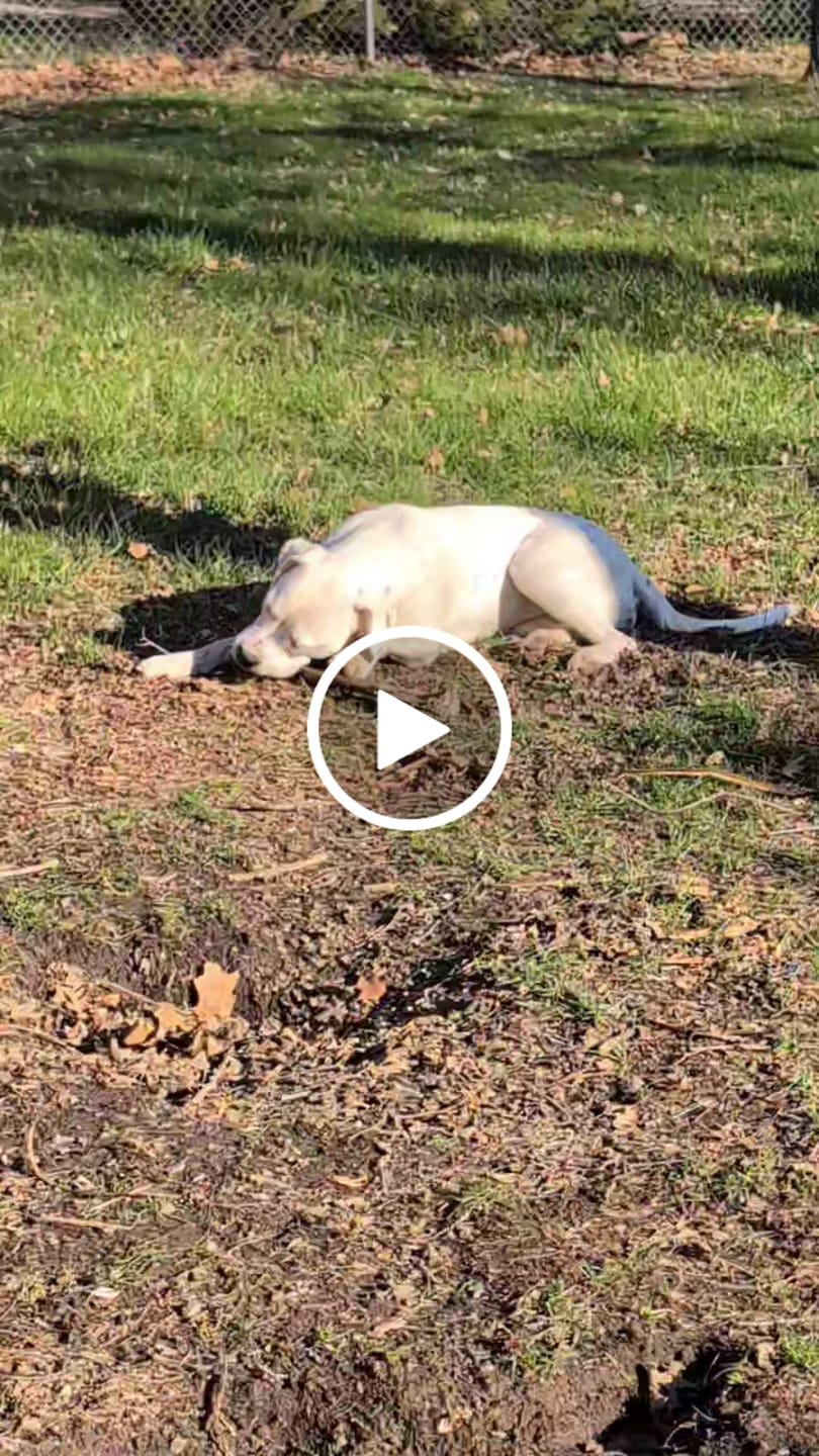 Customer video review of Ostrich Long Bone (19" x 3.5"): The Ultimate Challenge for Medium, Large & Extra-Large Dogs
