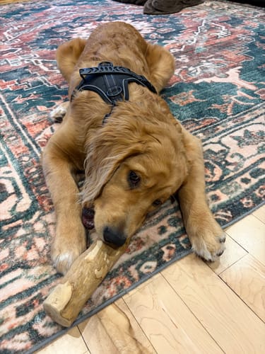 Customer photo review of Mystery Box - Dog