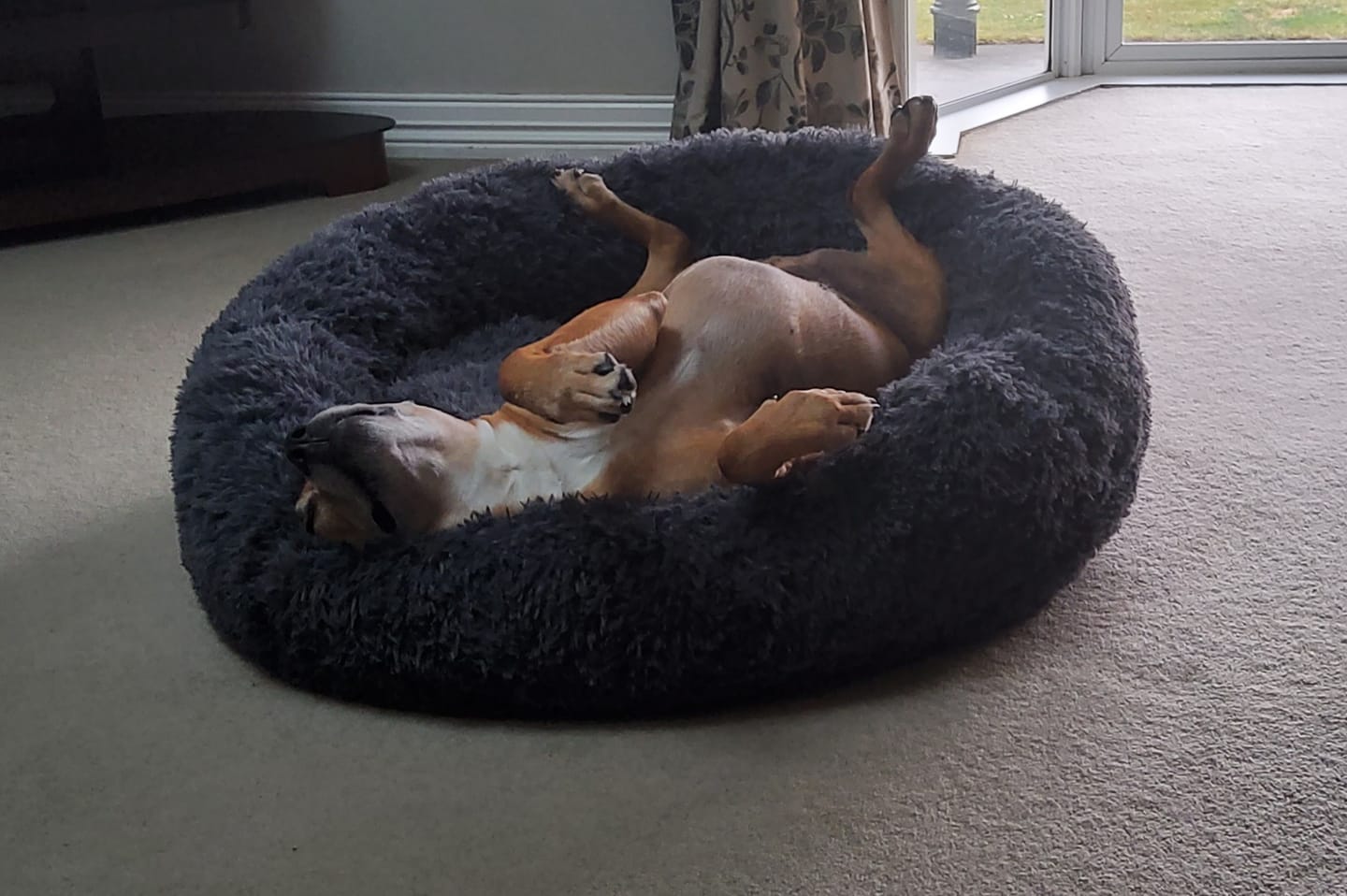 Customer photo review of Brooklyn® Deep Sleep Pet Bed