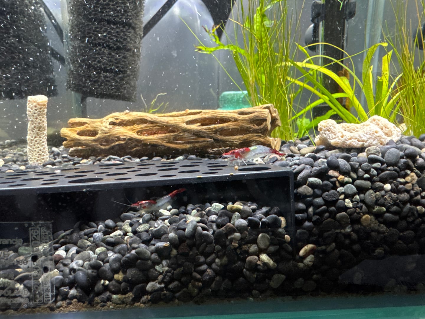 Customer photo review of Red Rili Shrimp