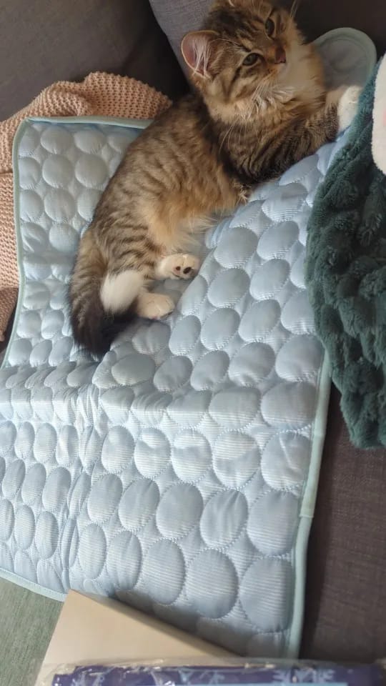 Customer photo review of TruePet Kühlmatte für Hunde & Katzen | Selbstkühlend ohne Strom | XS bis 2XL