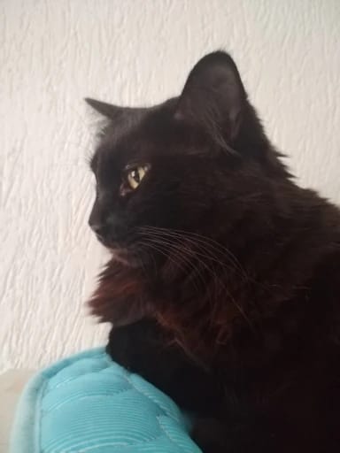 Customer photo review of TruePet Kühlmatte für Hunde & Katzen | Selbstkühlend ohne Strom | XS bis 2XL