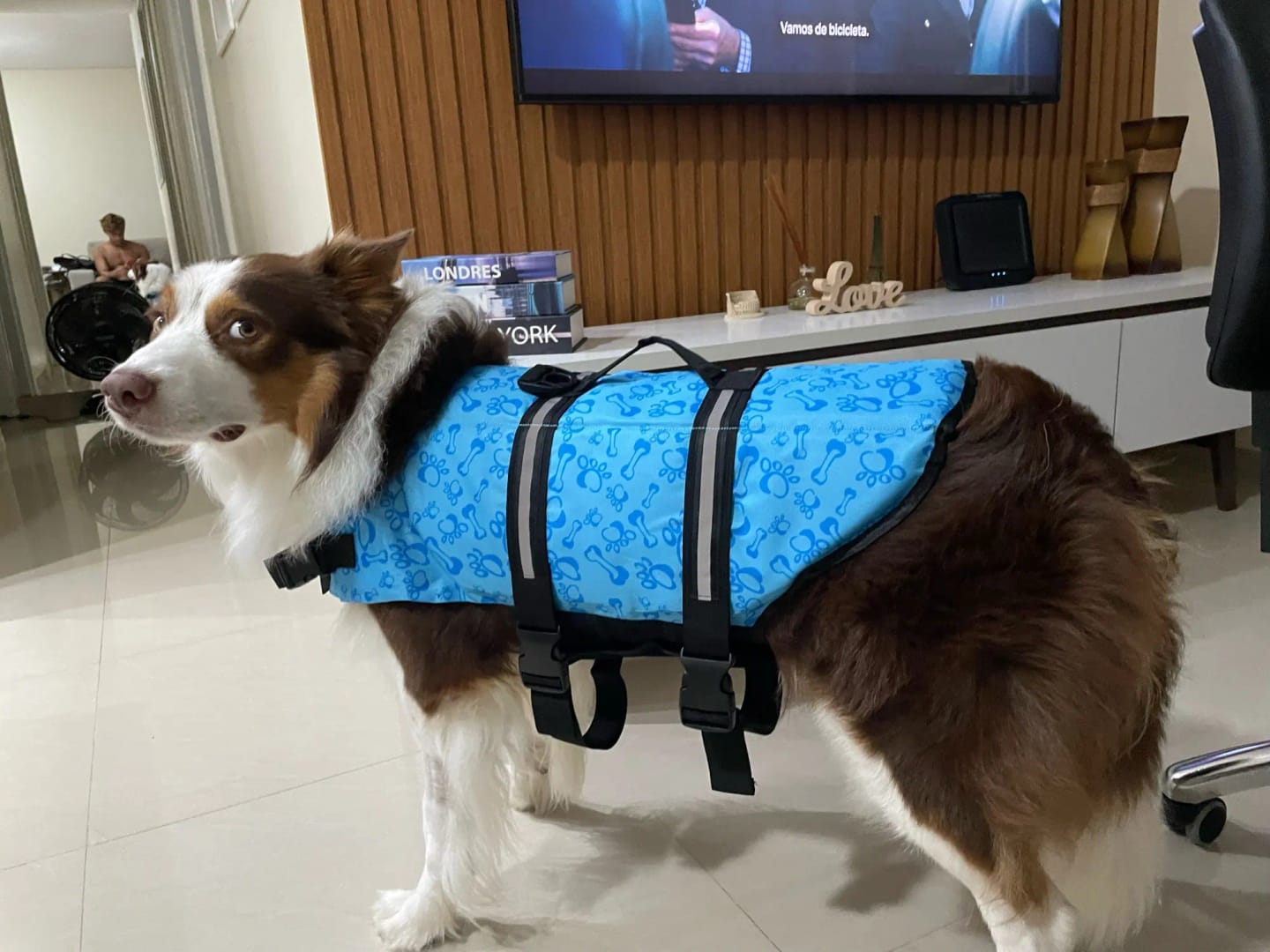 Customer photo review of TruePet Hunde-Schwimmweste mit Rettungsgriff | Reflektierend | Verstellbar | XXS-XXL