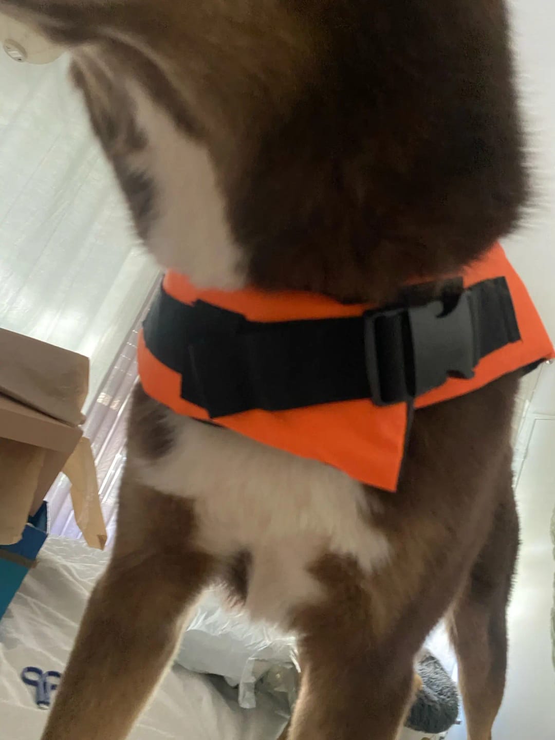 Customer photo review of TruePet Hunde-Schwimmweste mit Rettungsgriff | Reflektierend | Verstellbar | XXS-XXL