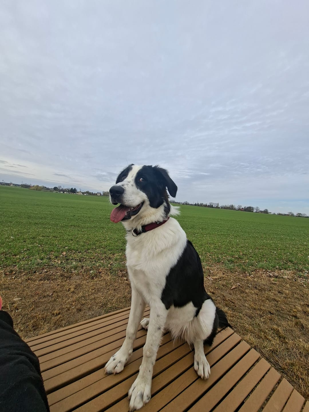 Customer photo review of Wurmtest Pro Hund