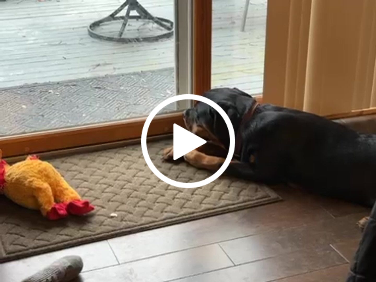 Customer video review of Gift Bundle: 2 Large Yak Chews and a 6" Hickory Smoked Bully Stick
