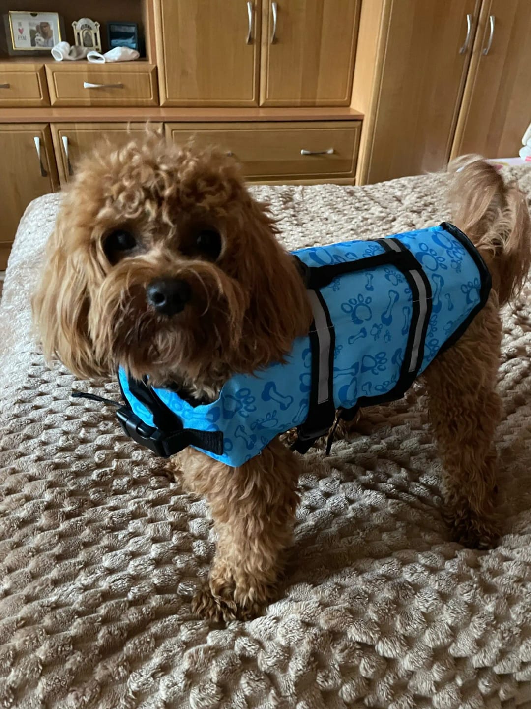 Customer photo review of TruePet Hunde-Schwimmweste mit Rettungsgriff | Reflektierend | Verstellbar | XXS-XXL