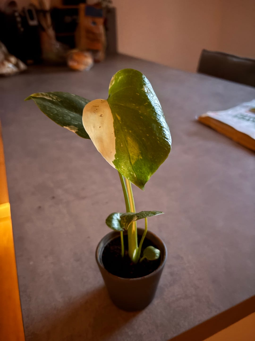 Customer photo review of Monstera Thai Constellation - Babypflanze