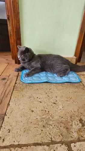Customer photo review of TruePet Kühlmatte für Hunde & Katzen | Selbstkühlend ohne Strom | XS bis 2XL