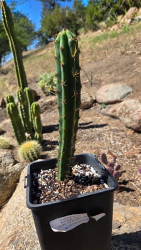 Customer photo review of Trichocereus Bridgesii | Bolivian Torch Cactus