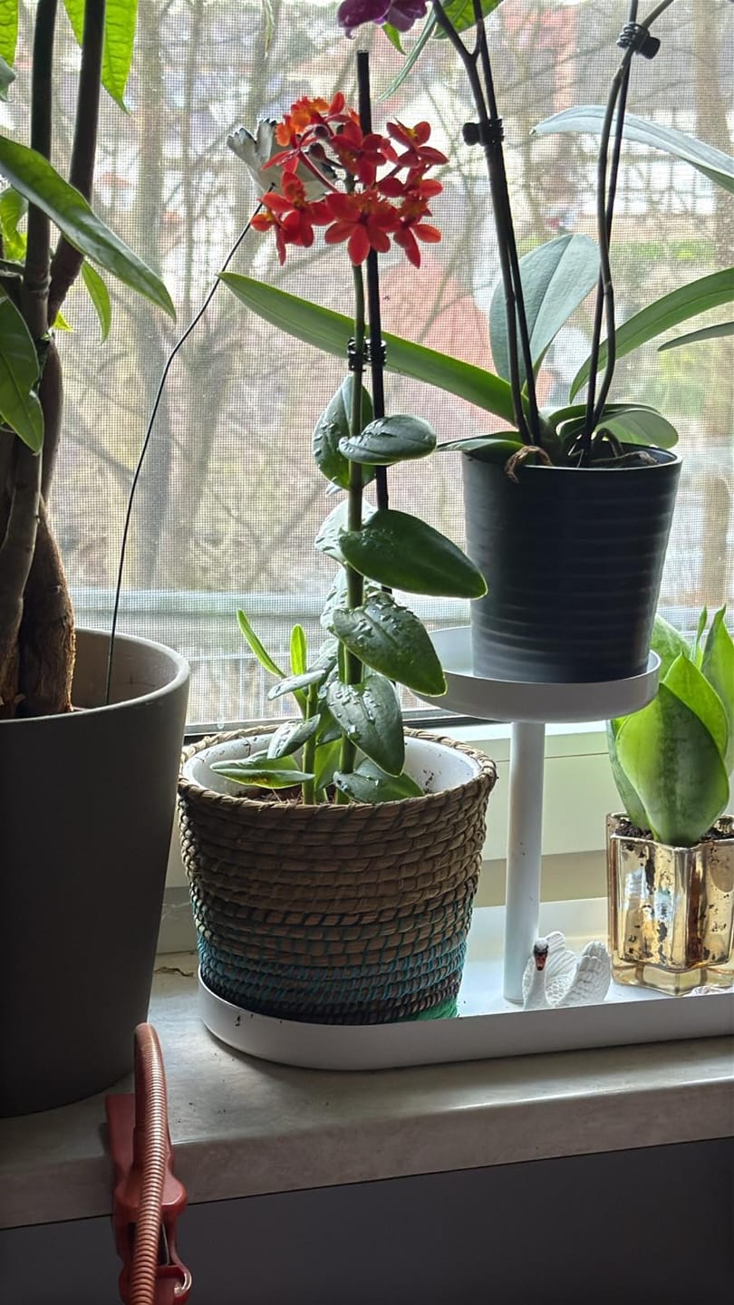 Customer photo review of Epidendrum Nordic Fire Dauerblüher mit orange-roten Blüten und 1 Rispe