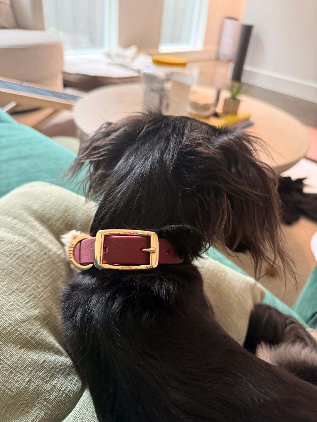 Customer photo review of Moodies Collar