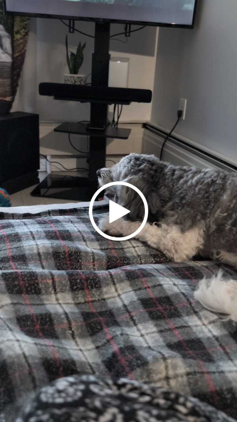 Customer video review of 5-6 Inch Collagen Stick