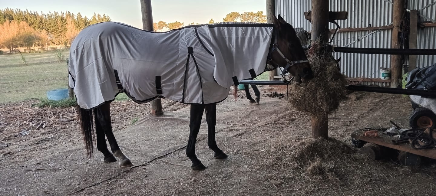 Customer photo review of NZ Tack Supa-Tuff Mesh Fly Combo