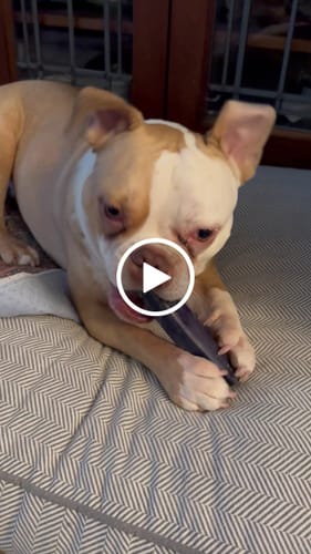 Customer video review of Long-Lasting Yak Chews — 4 Flavor Pack