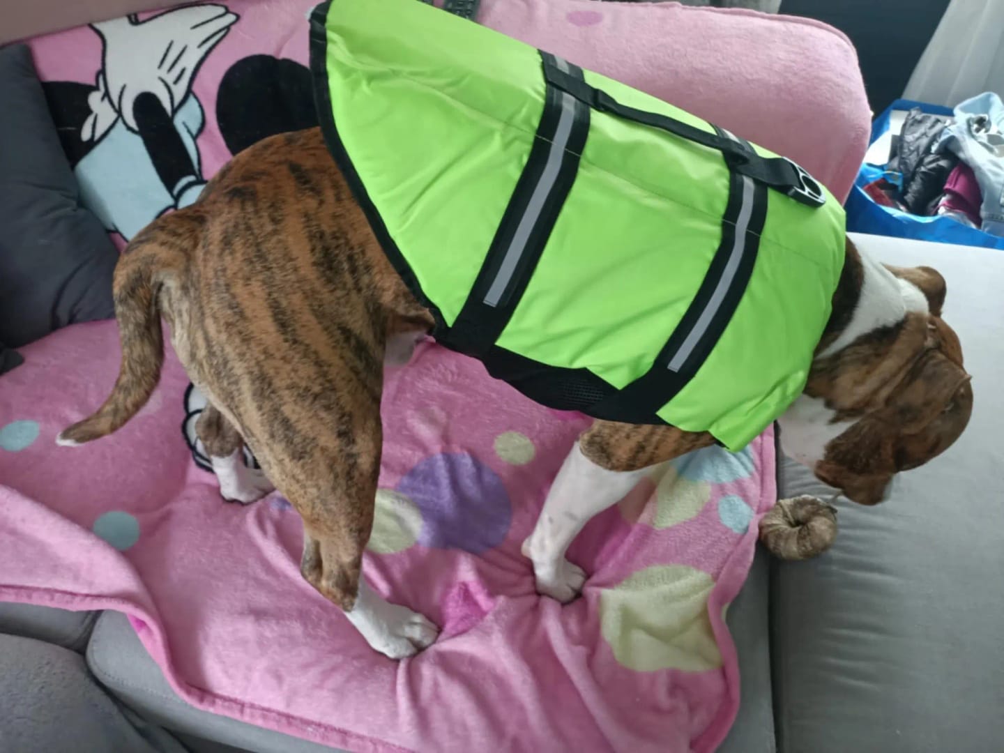 Customer photo review of TruePet Hunde-Schwimmweste mit Rettungsgriff | Reflektierend | Verstellbar | XXS-XXL