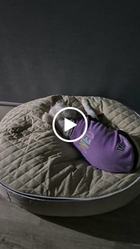 Customer video review of Medium Luxury Dog Bed - Interior/Outdoor