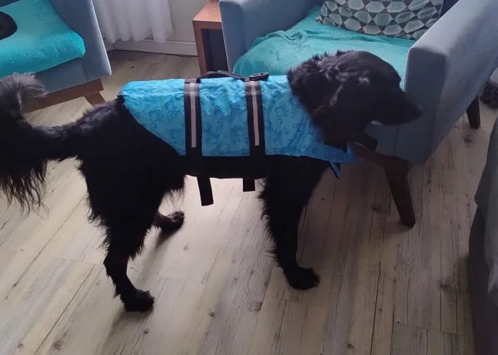 Customer photo review of TruePet Hunde-Schwimmweste mit Rettungsgriff | Reflektierend | Verstellbar | XXS-XXL
