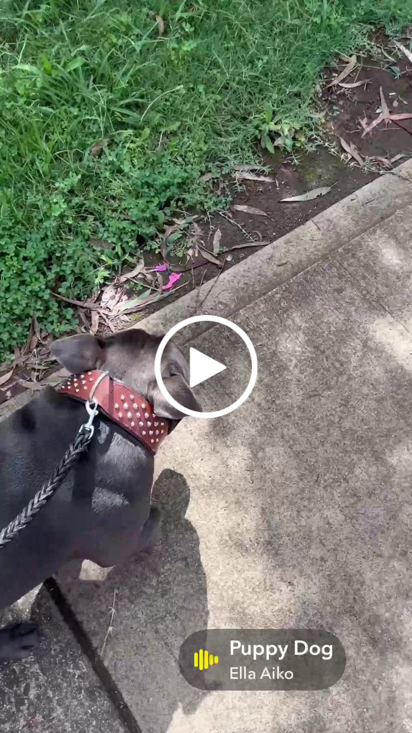 Customer video review of Hand Made Leather Dog Collar - RuffNeck Brown & Chrome (Wide Fit)