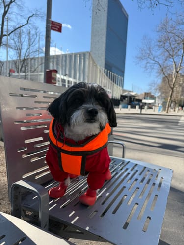 Customer photo review of WagWellie® Single