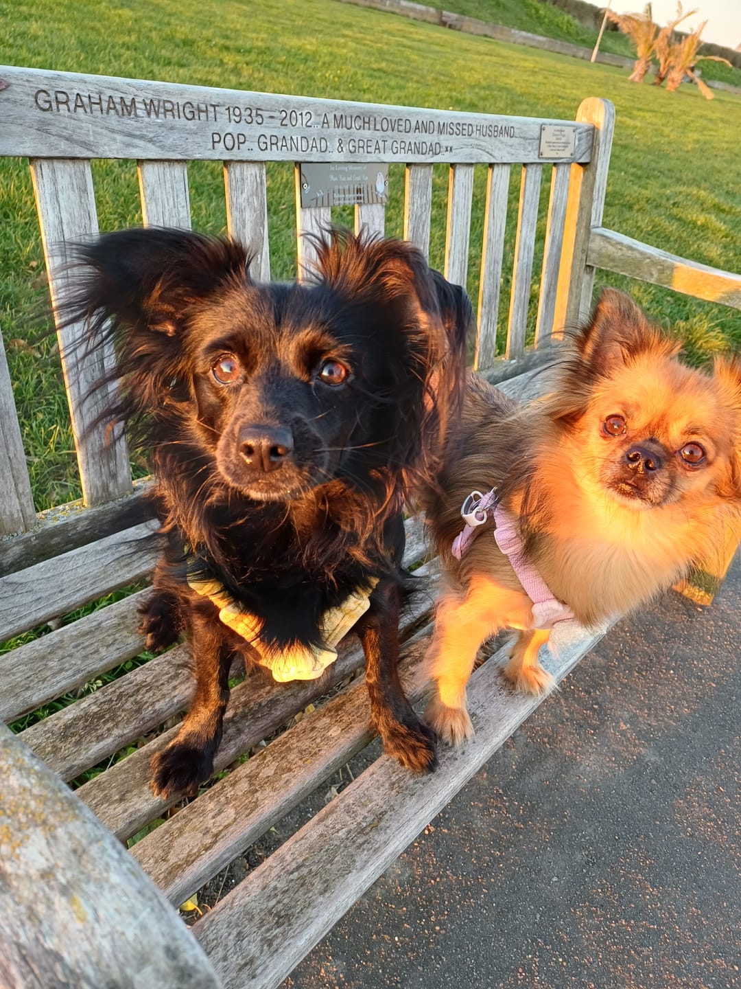 Customer photo review of Dental Care Clean Teeth Gel with Fresh Mint for Dogs & Cats