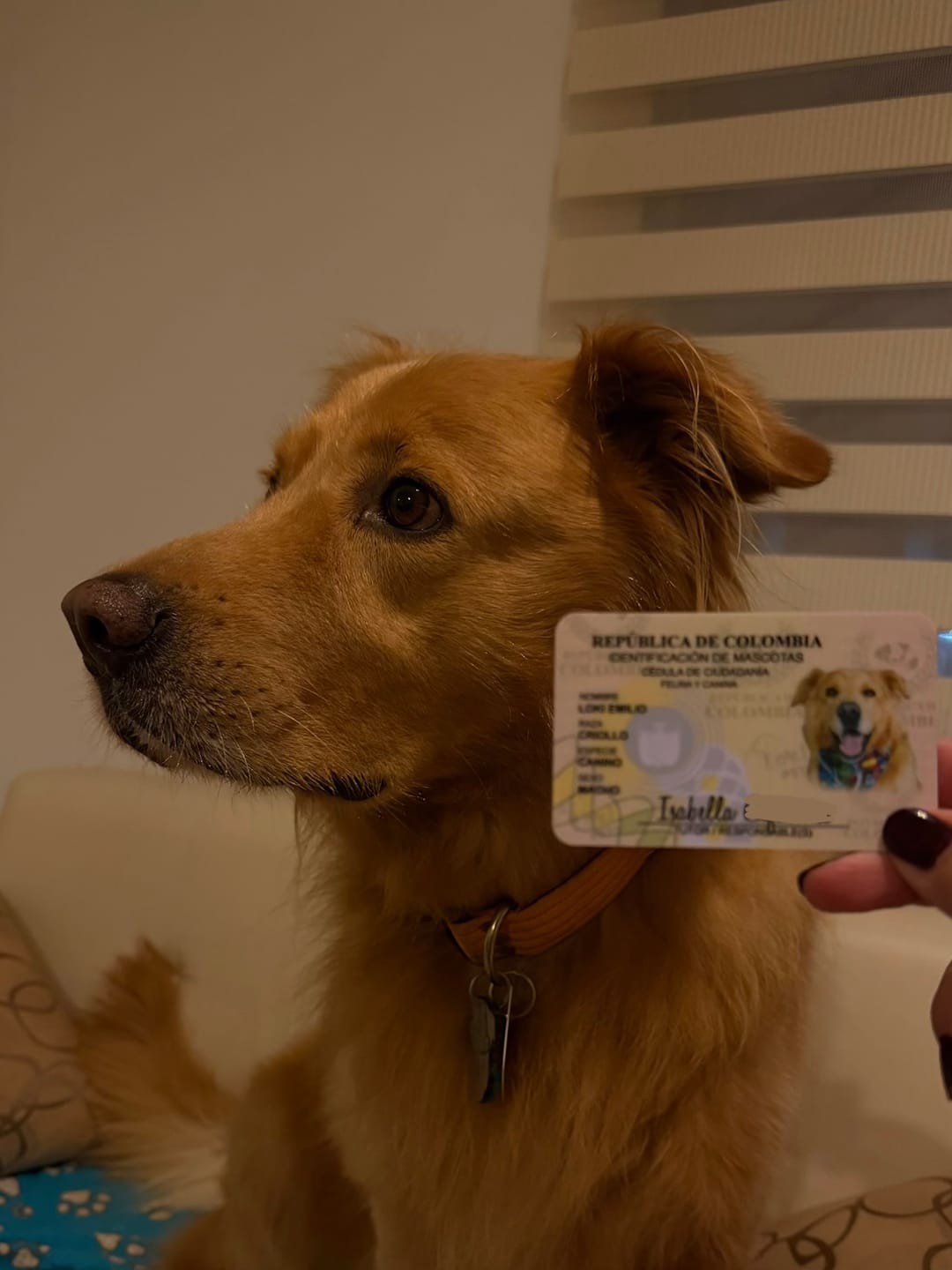 Customer photo review of Cédulas Para Mascotas