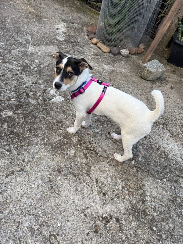 Customer photo review of Arnes H Pets Club Confort