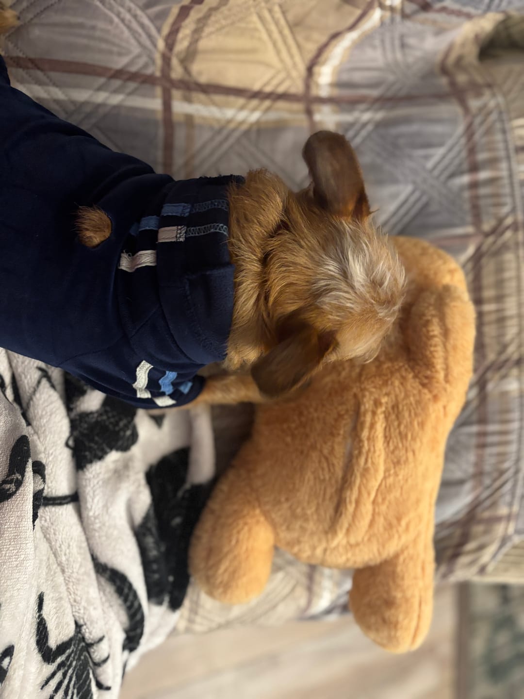 Customer photo review of Peluche Antiestrés para Mascotas