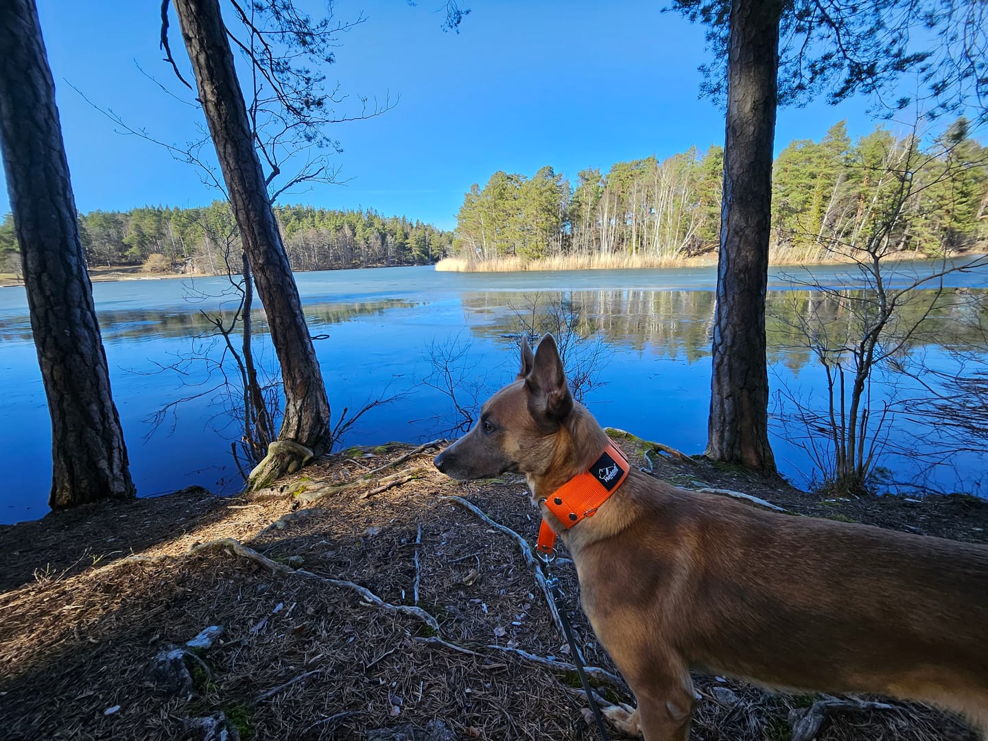 Customer photo review of Martingale Orange - Brett fodrat halsband halvstryp