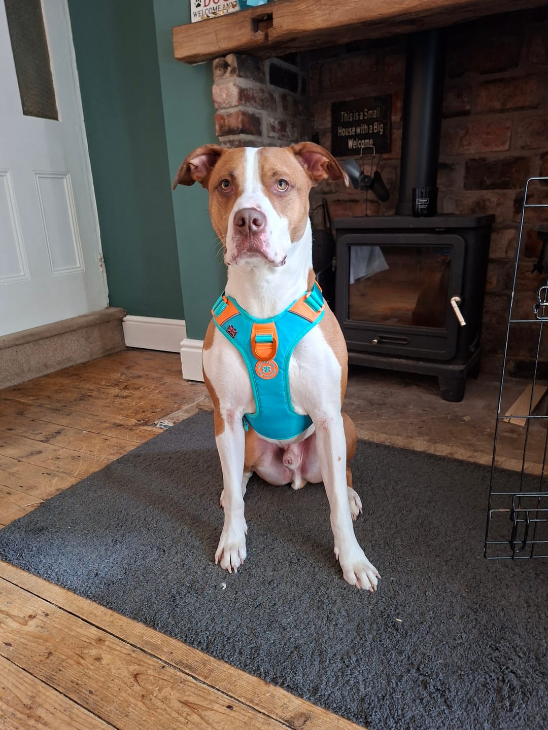 Customer photo review of Anti Pull Hurricane Harness Lighter | With Handle - Turquoise X Orange