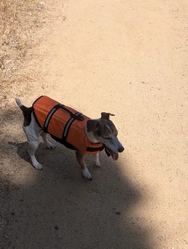 Customer photo review of TruePet Hunde-Schwimmweste mit Rettungsgriff | Reflektierend | Verstellbar | XXS-XXL