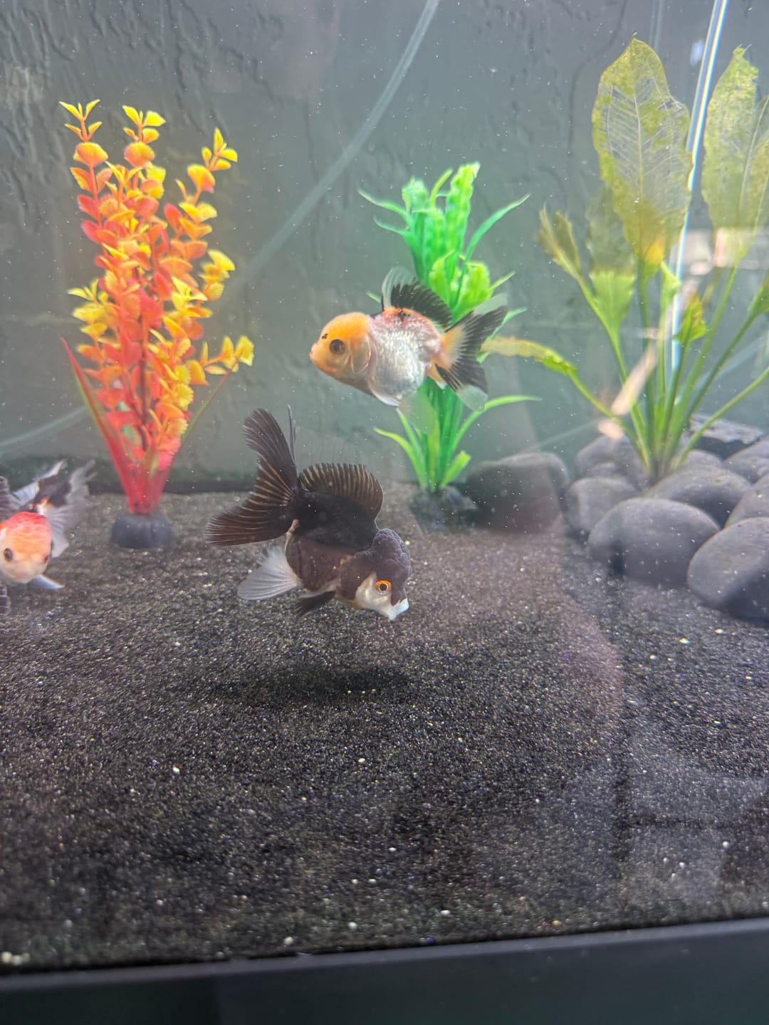 Customer photo review of Live Premium Fancy Goldfish Thai Oranda 2"-4" Body Panda (Our Choice)