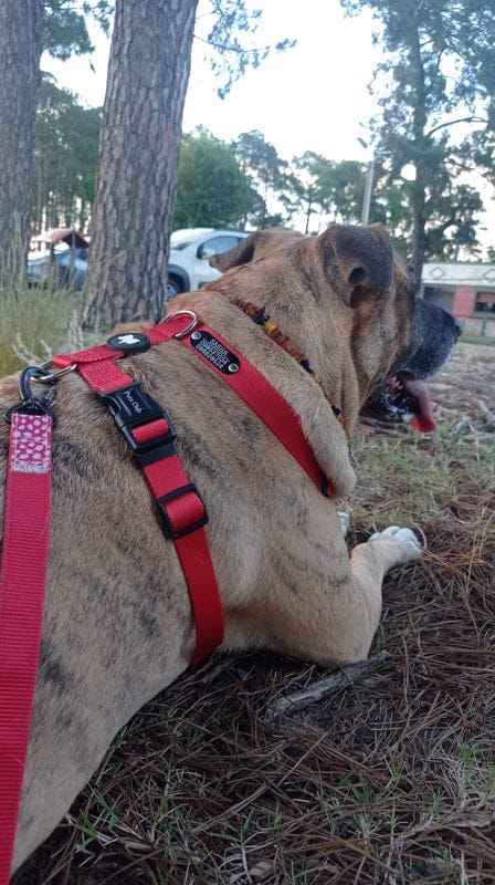 Customer photo review of Arnes H Pets Club Confort
