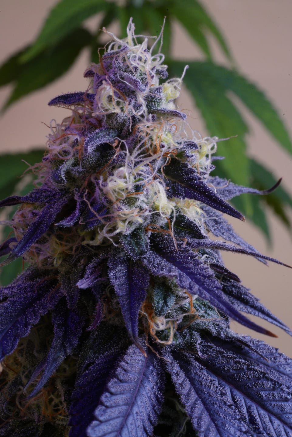 Customer photo review of Chocolope Seeds