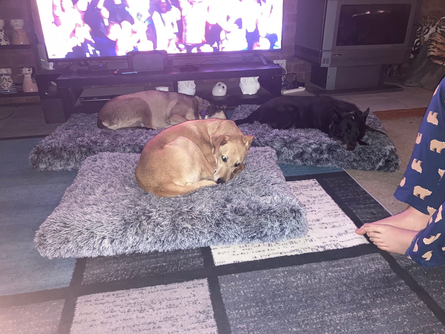 Customer photo review of Premium SuperMat Calming Bed