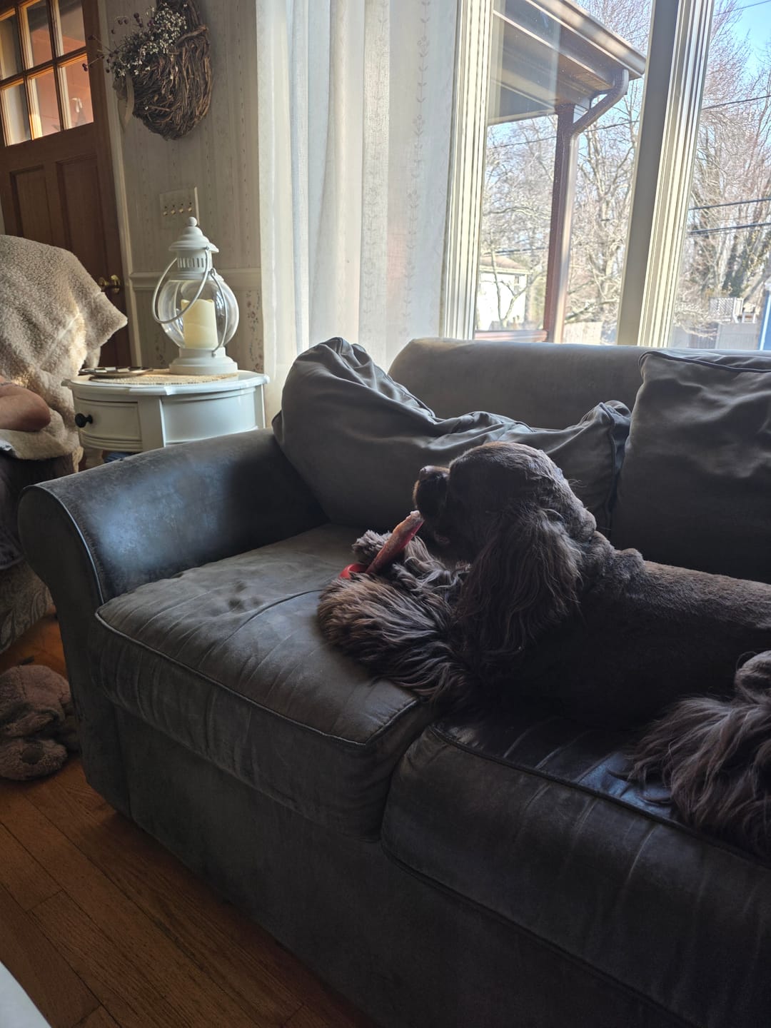 Customer photo review of 12 Inch Jumbo Bully Stick
