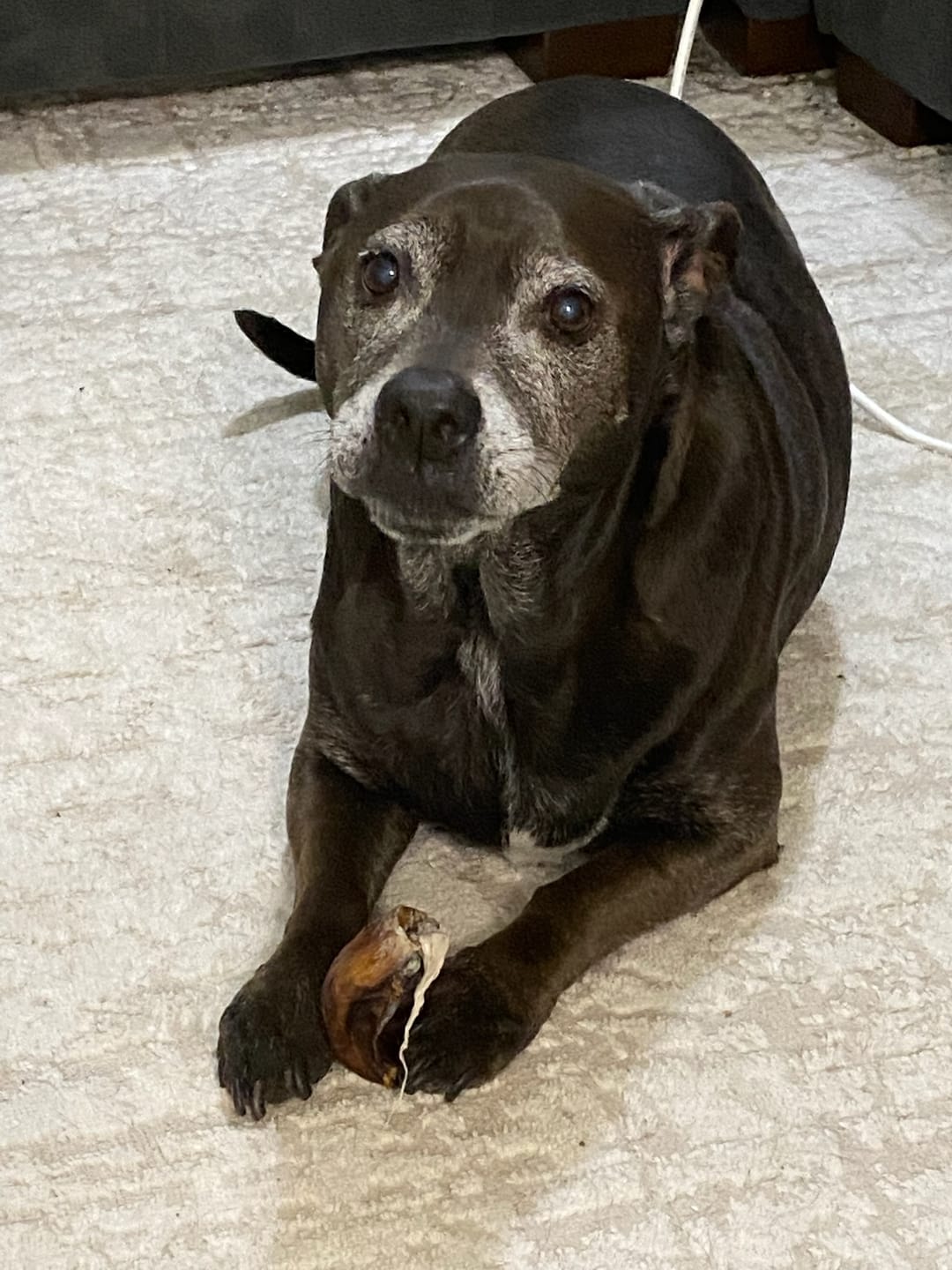 Customer photo review of Chewy Ostrich Knee Tendon: The Satisfying, Joint-Supporting Chew