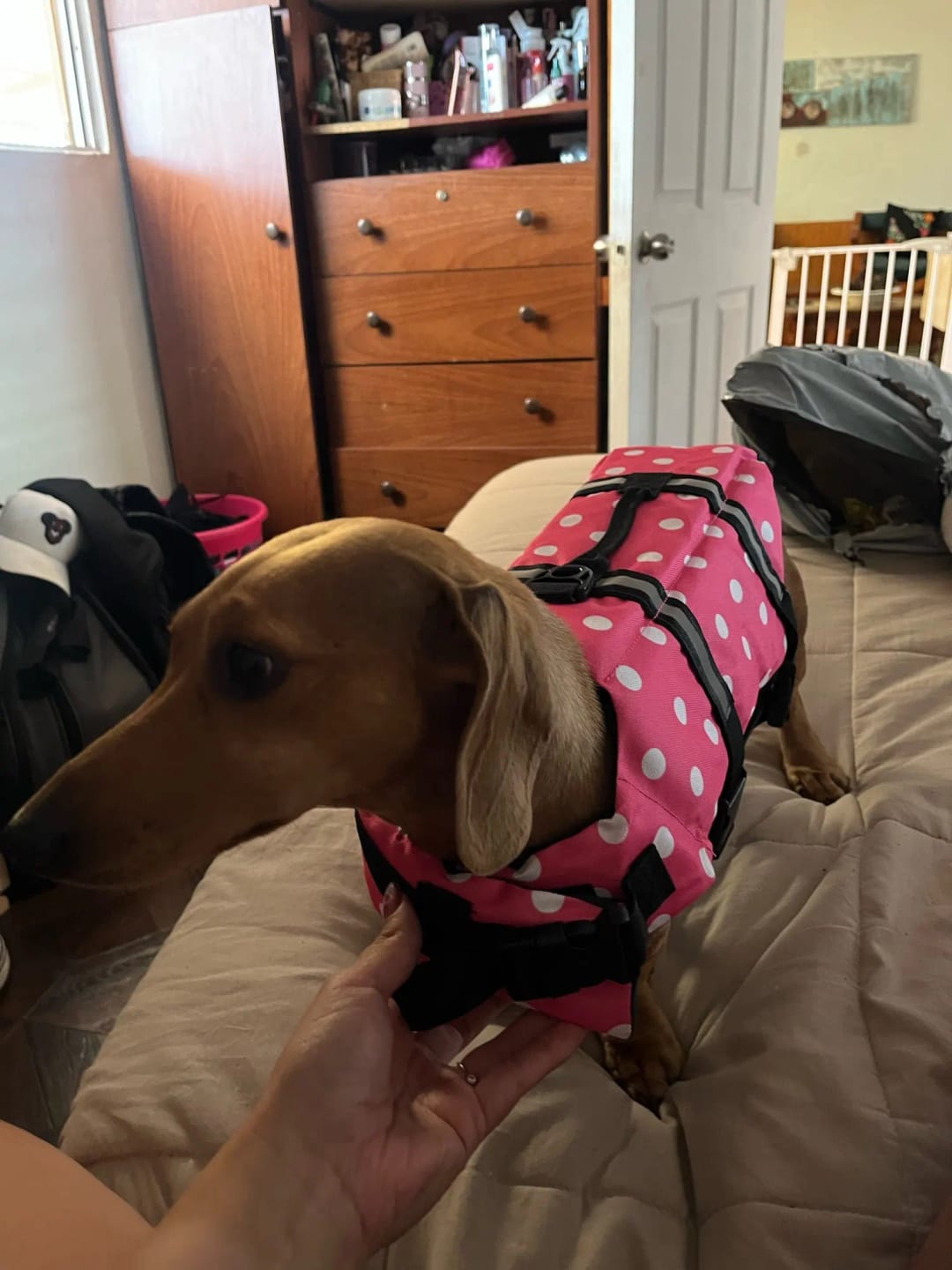 Customer photo review of TruePet Hunde-Schwimmweste mit Rettungsgriff | Reflektierend | Verstellbar | XXS-XXL