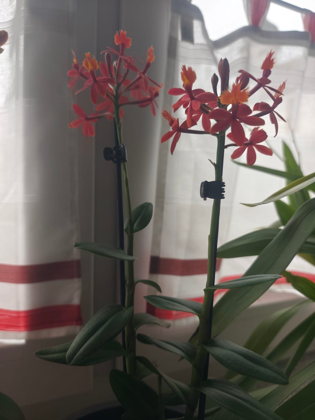 Customer photo review of Epidendrum Nordic Fire Dauerblüher mit orange-roten Blüten und 2+ Rispen