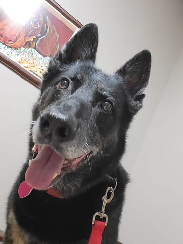 Customer photo review of Iron Paws Daily Human-Grade Superfood For Dogs