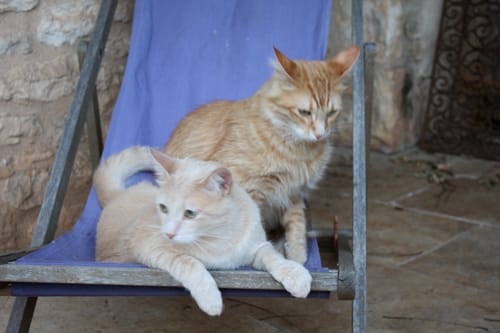 Deux chats d'un client, un roux et un crème, se reposant ensemble sur une chaise longue.