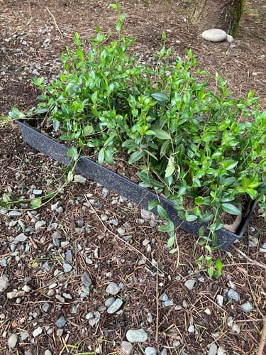 Customer photo review of Vinca Minor Bowles 50 Count Flat - Periwinkle Evergreen Groundcover Plants with Blue Flowers