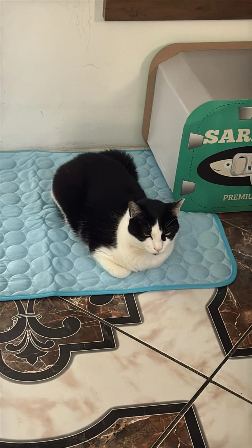 Customer photo review of TruePet Kühlmatte für Hunde & Katzen | Selbstkühlend ohne Strom | XS bis 2XL