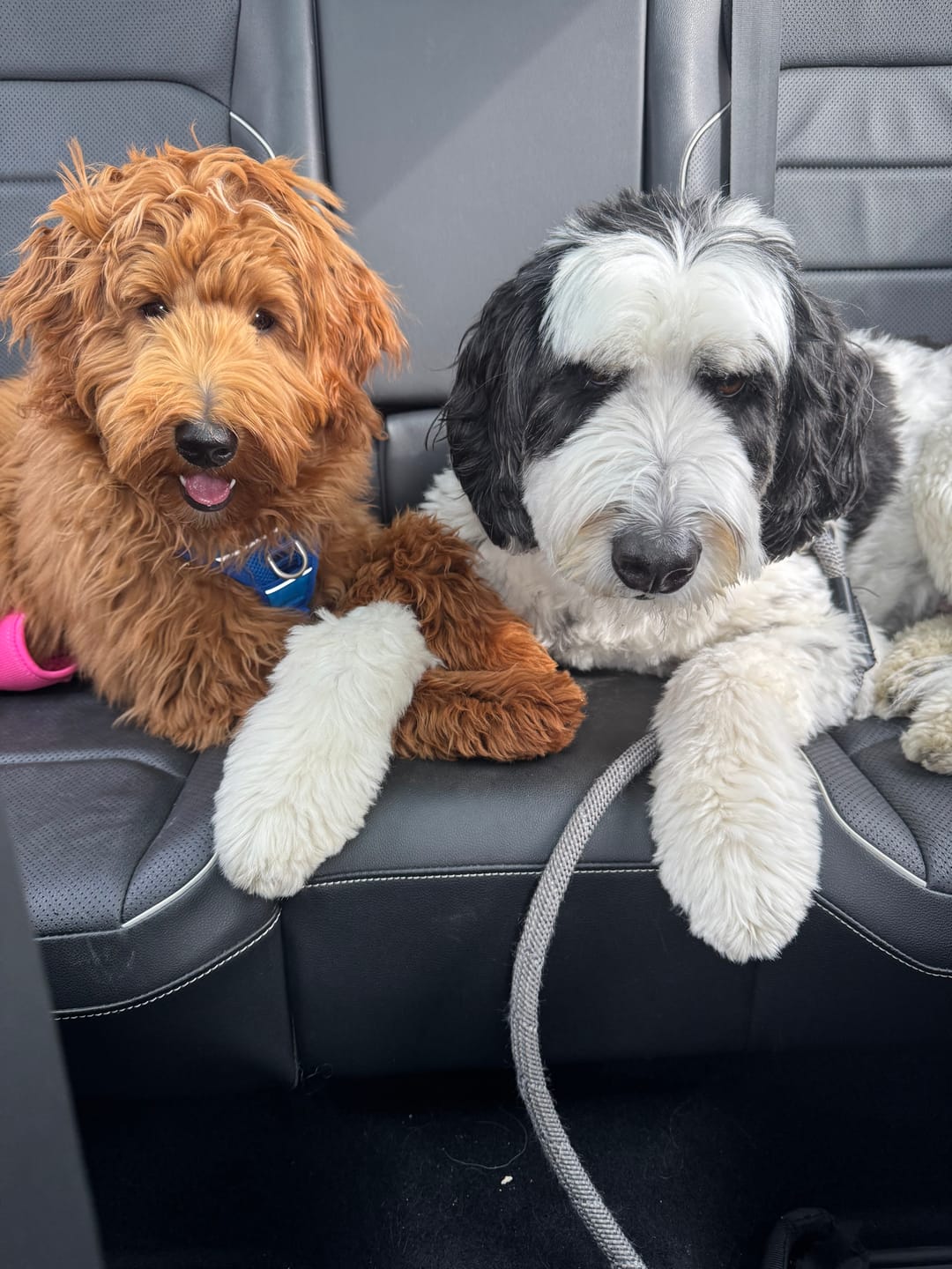 Customer photo review of 6 Inch Thick Bully Stick
