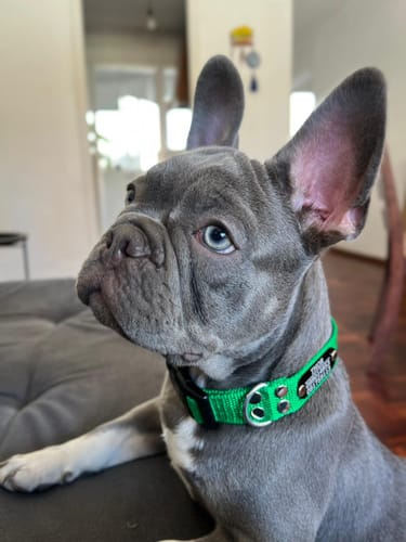 Customer photo review of Collar Remachado Básico (Perro)