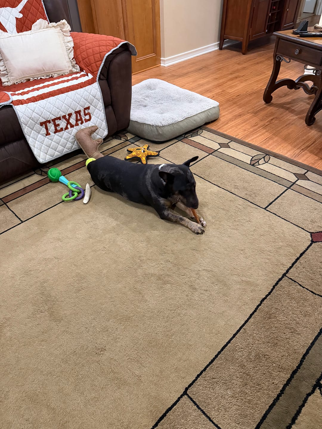 Customer photo review of 12 Inch Jumbo Bully Stick