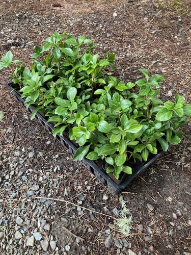 Customer photo review of Pachysandra Terminalis 50 Count Flat - Japanese Spurge Evergreen Groundcover Plants