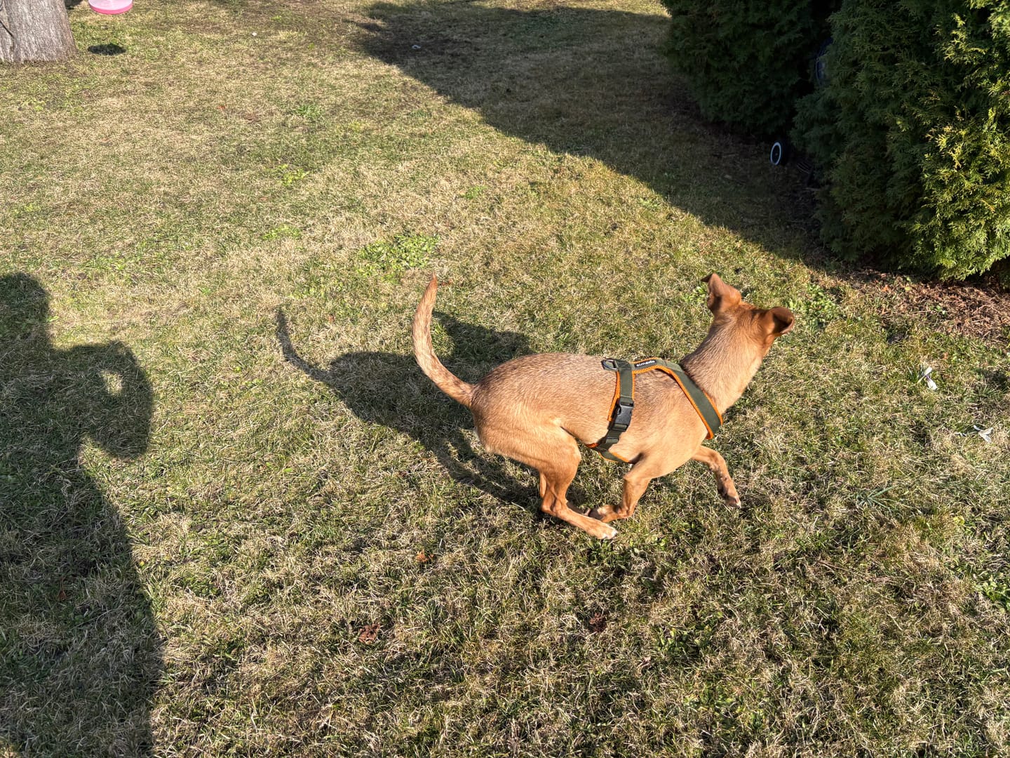 Customer photo review of Windhundgeschirr FUN "Hunter O'Green"